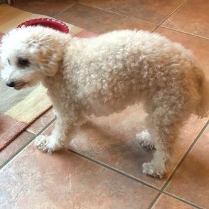 Meet your Posher, Steven